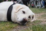 FB-6121588.JPG