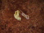 p5288074_35796101466_o.jpg